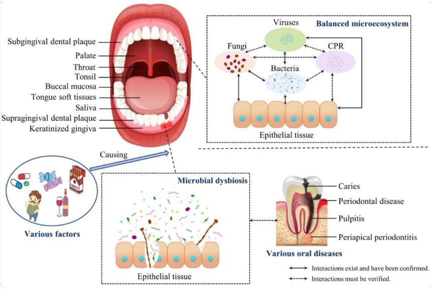 How Your Oral Microbiome Controls Cavities and Gum Health